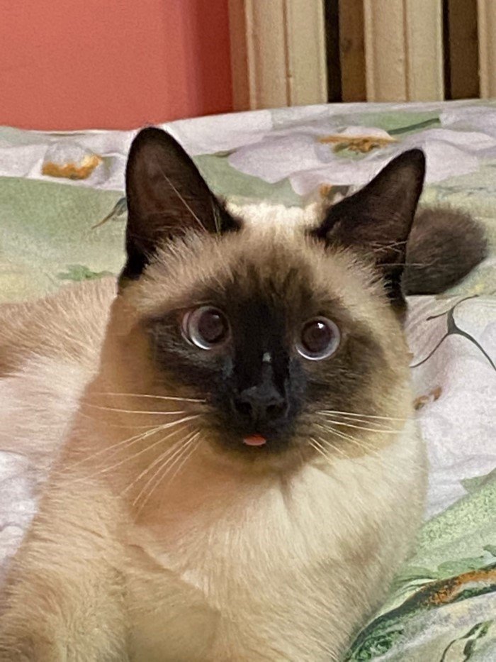 20 смешных кошачьих эмоций, в которых вы наверняка узнаете себя