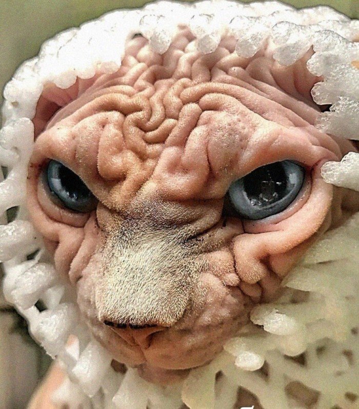 20 смешных кошачьих эмоций, в которых вы наверняка узнаете себя