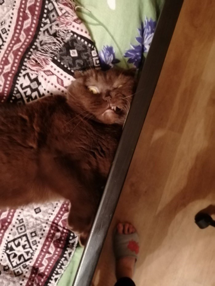 20 смешных кошачьих эмоций, в которых вы наверняка узнаете себя