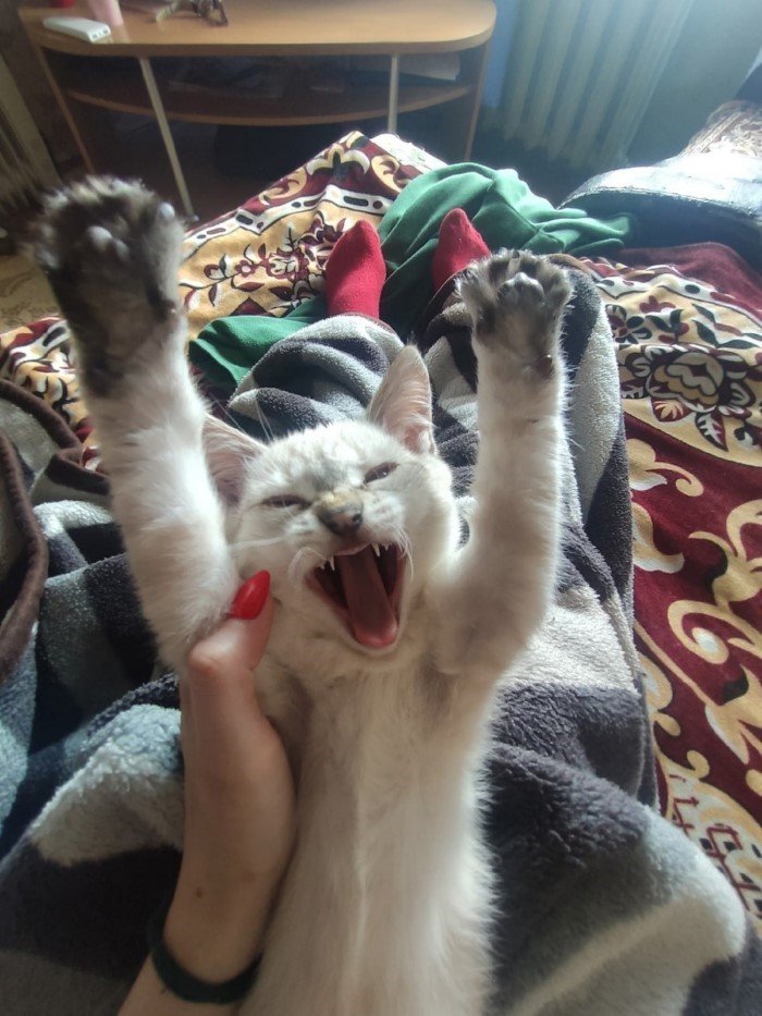 20 смешных кошачьих эмоций, в которых вы наверняка узнаете себя