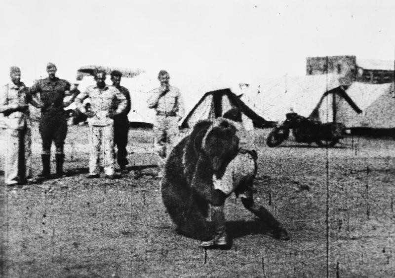 Фотография: Войтек: история боевого медведя №8 - BigPicture.ru