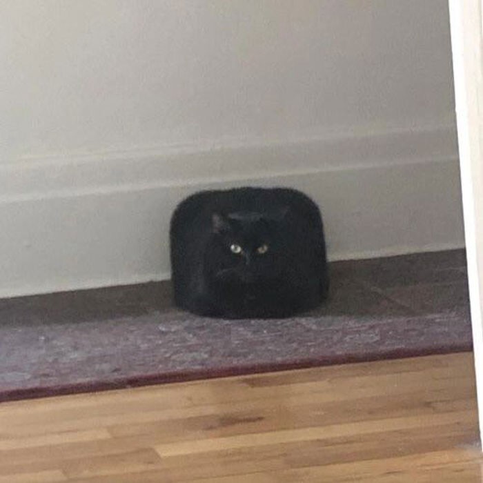 Квадратный кот