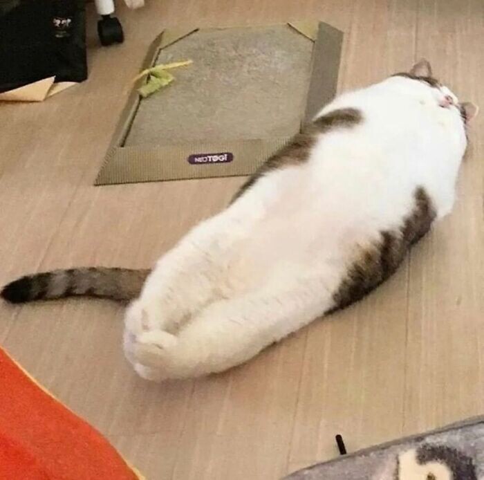 Мягкий батончик