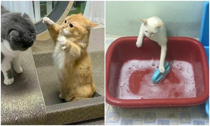 20+ уморительных кадров с нашими любимыми котейками