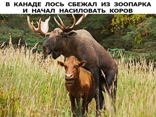 Смешные и познавательные картинки