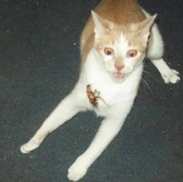 Подборка картинок. Вечерний выпуск (30 фото) - 21.07.2022