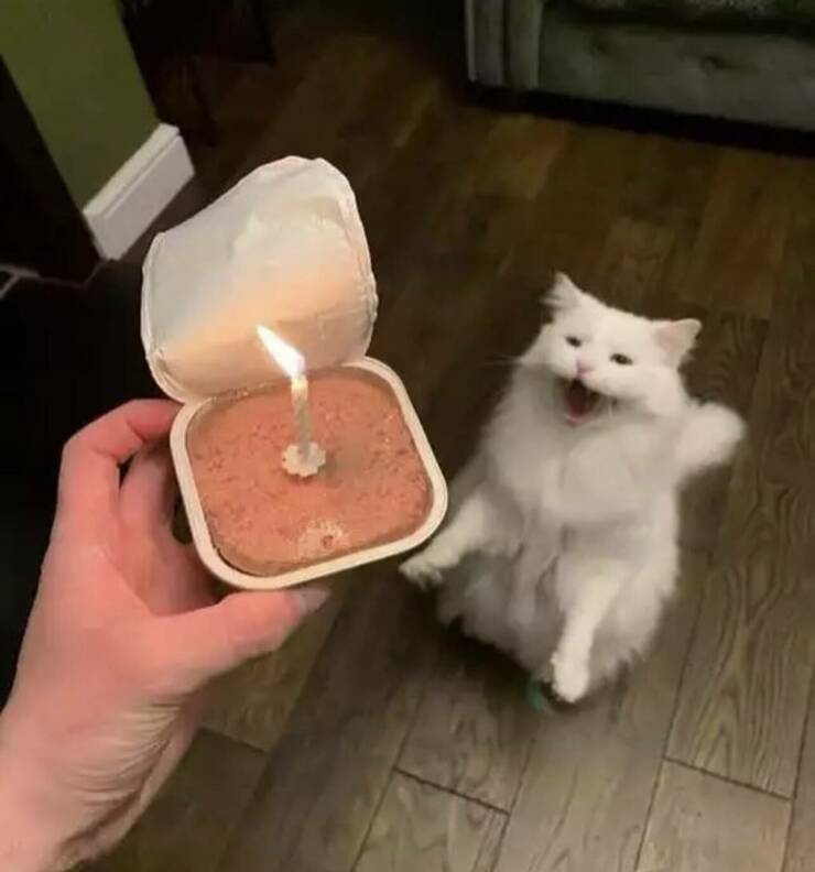 Подборка картинок. Вечерний выпуск (30 фото) - 25.07.2022