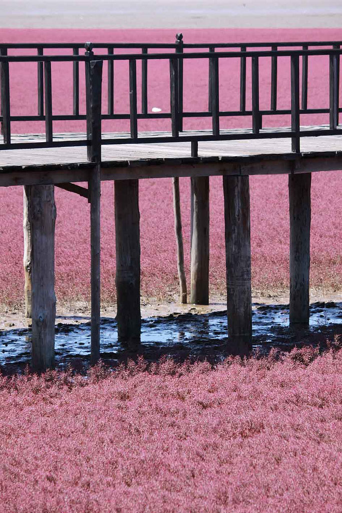 Фотография: Красный пляж в Китае №11 - BigPicture.ru
