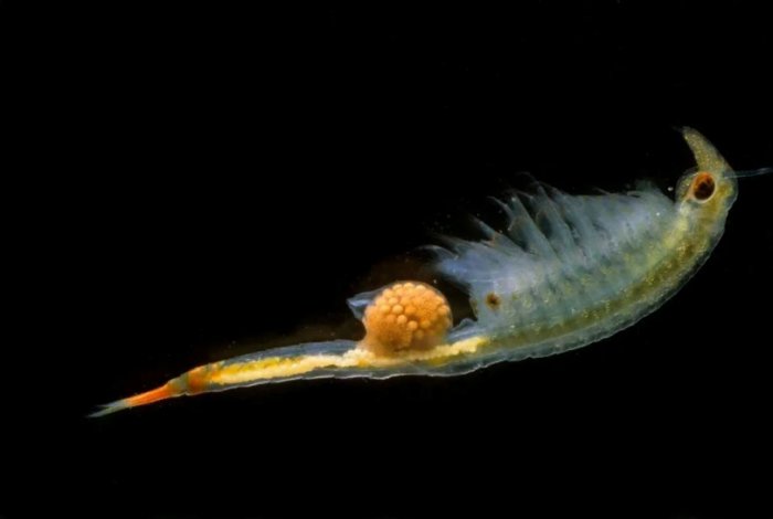 Высшая степень живучести: несколько лет в высушенном состоянии и без кислорода. Как в таких условиях удается выжить маленьким рачкам Высшая степень живучести: несколько лет в высушенном состоянии и без кислорода. Как в таких условиях удается выжить маленьким рачкам