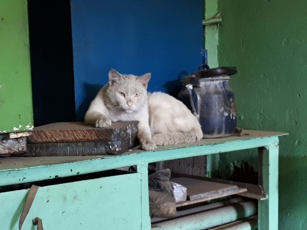 Фотография: Работящие коты-заводчане: они никогда не скажут, что у них лапки №5 - BigPicture.ru