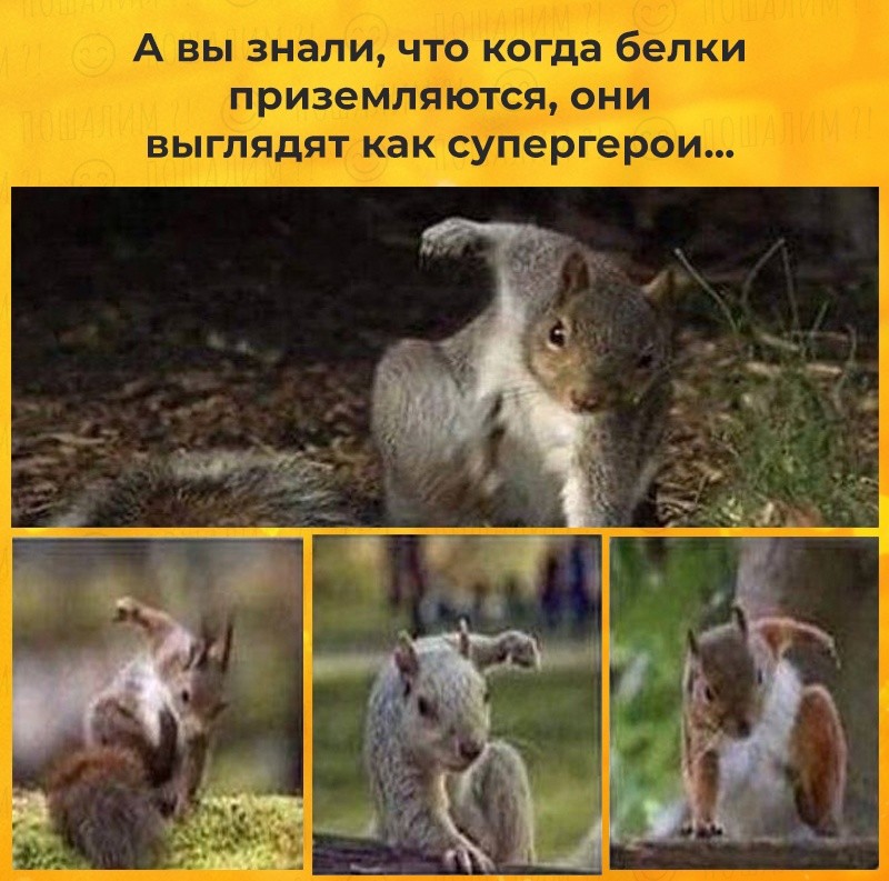 Прикольные и веселые картинки
