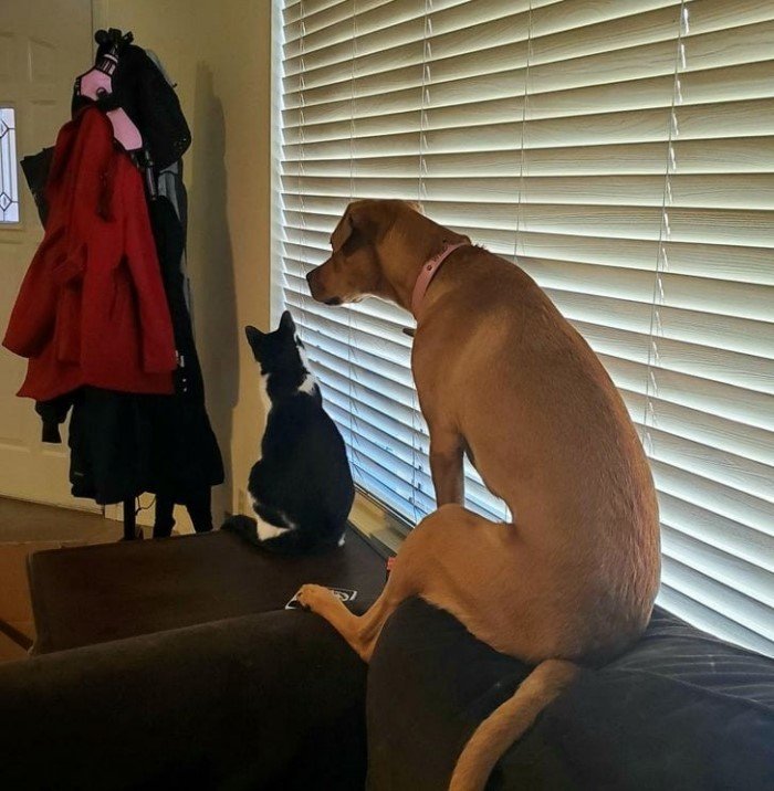 Собаки, которые проводили много времени с котами и переняли их привычки