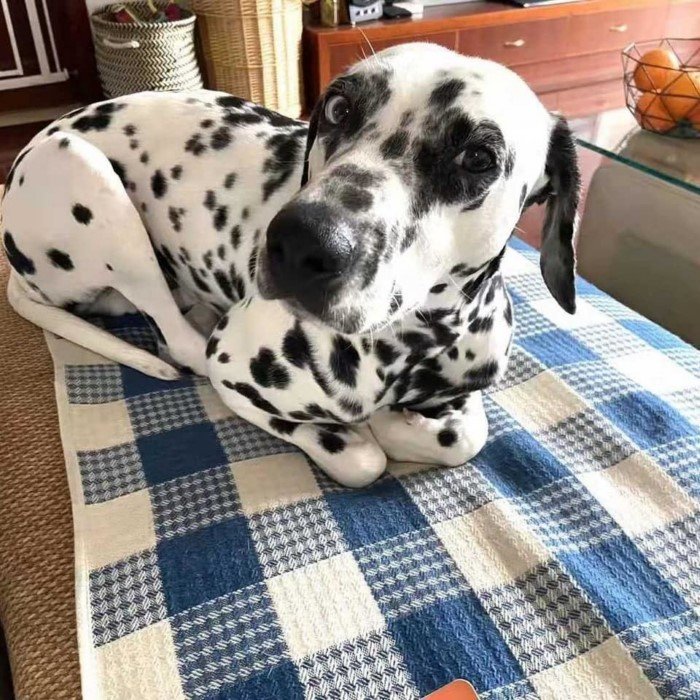 Собаки, которые проводили много времени с котами и переняли их привычки