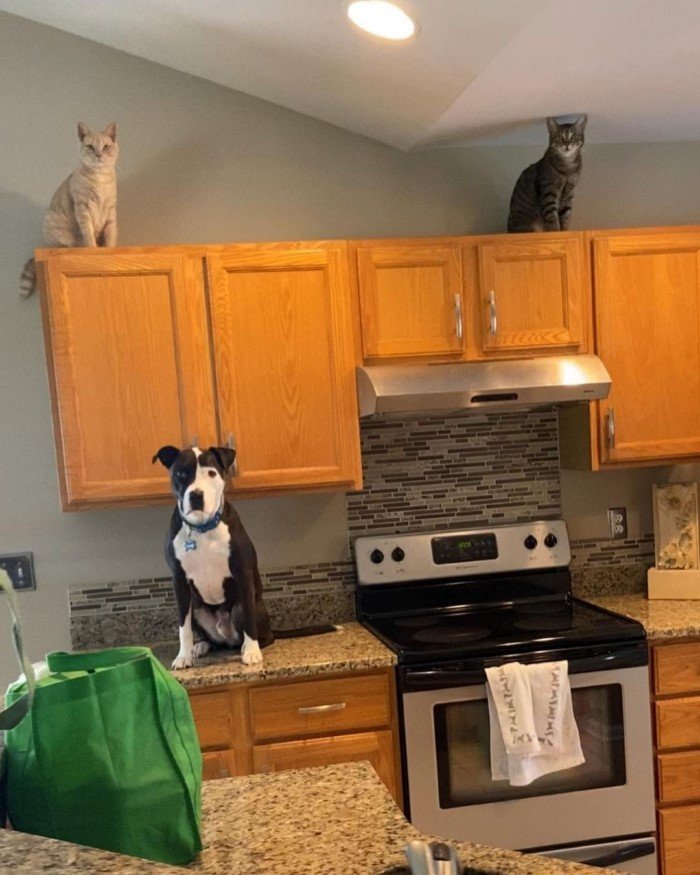 Собаки, которые проводили много времени с котами и переняли их привычки