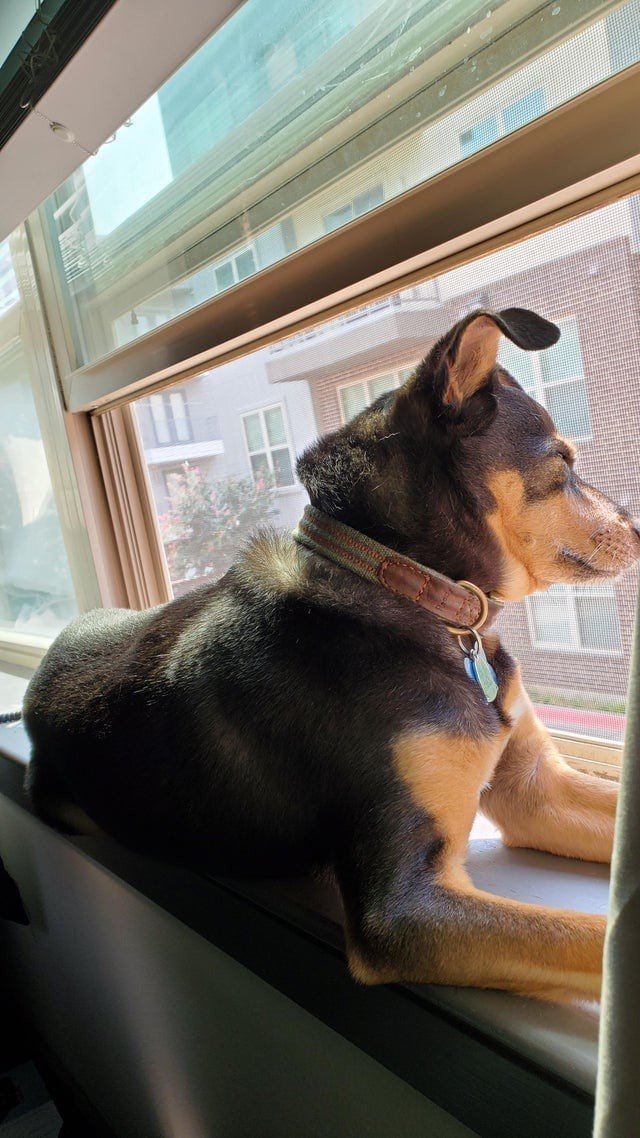 Собаки, которые проводили много времени с котами и переняли их привычки