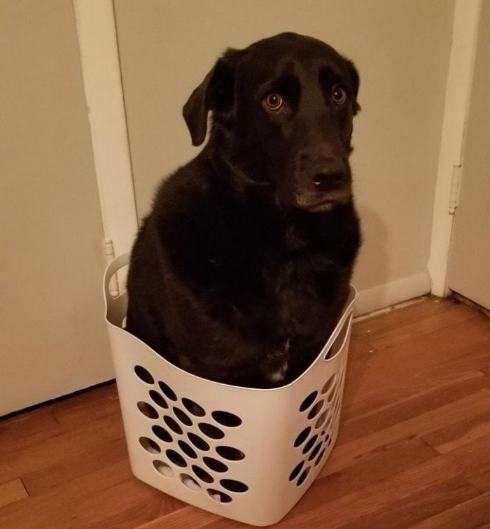 Собаки, которые проводили много времени с котами и переняли их привычки