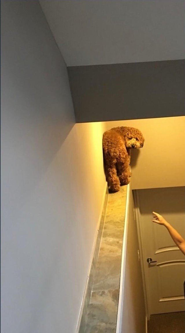 Собаки, которые проводили много времени с котами и переняли их привычки