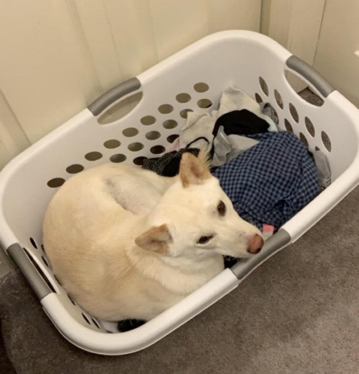 Собаки, которые проводили много времени с котами и переняли их привычки