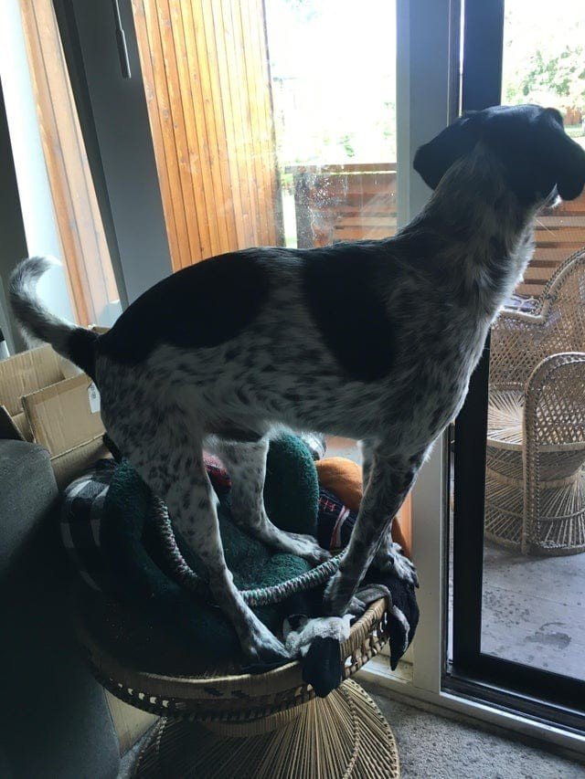 Собаки, которые проводили много времени с котами и переняли их привычки