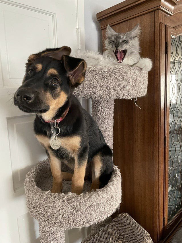 Собаки, которые проводили много времени с котами и переняли их привычки