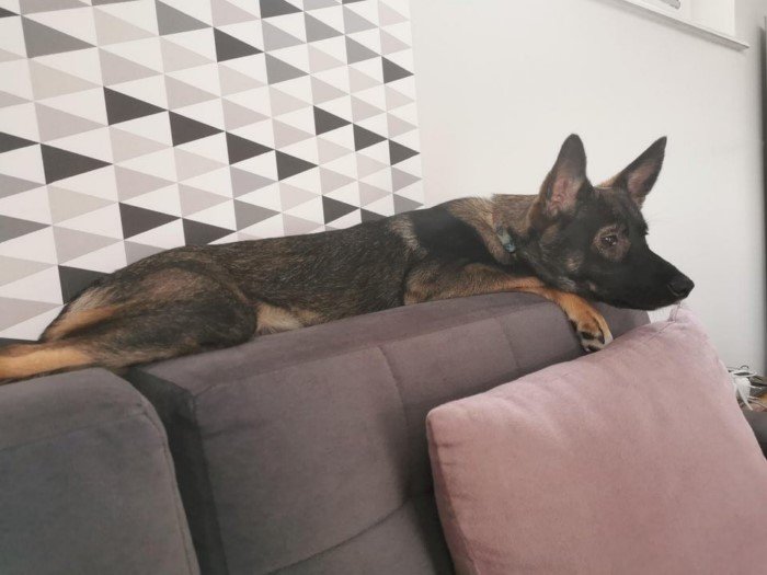 Собаки, которые проводили много времени с котами и переняли их привычки