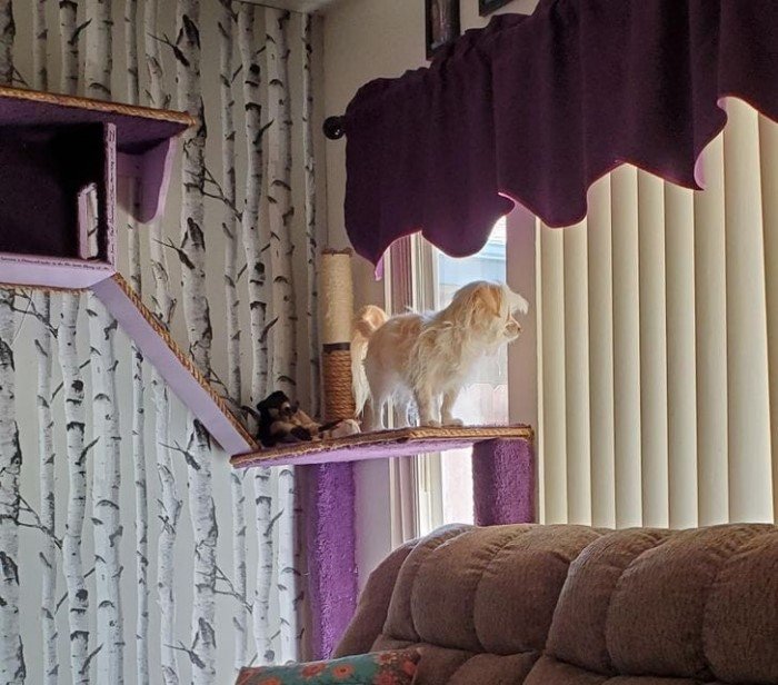 Собаки, которые проводили много времени с котами и переняли их привычки