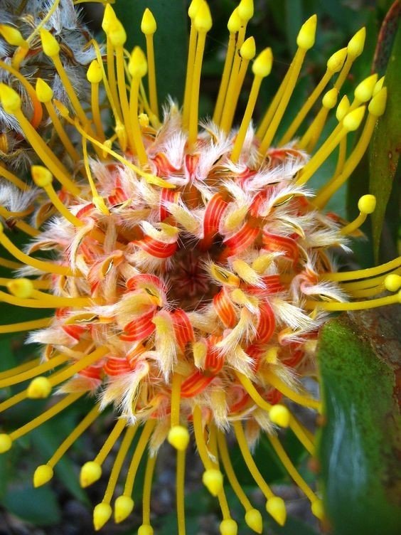 18 совершенно необычных и красивых цветов мира