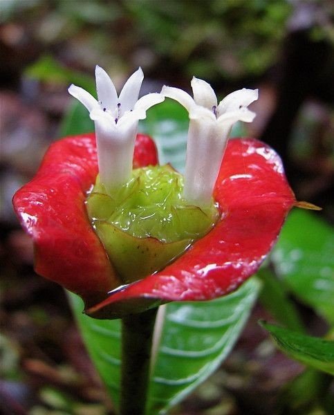 18 совершенно необычных и красивых цветов мира