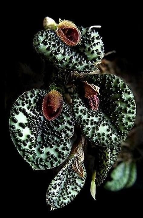 18 совершенно необычных и красивых цветов мира