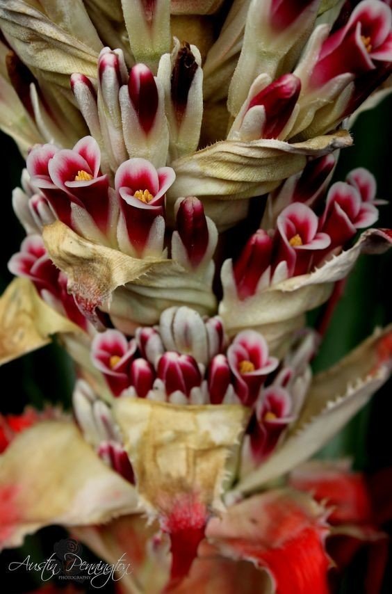 18 совершенно необычных и красивых цветов мира