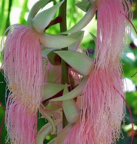 18 совершенно необычных и красивых цветов мира