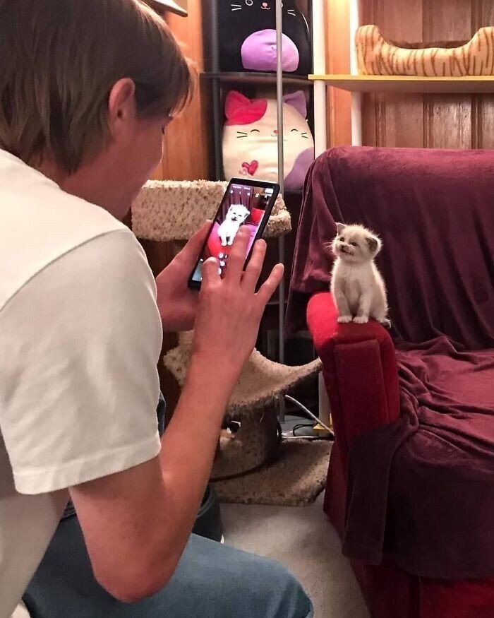 20+ смешных котеек, которые подарят добрую порцию позитива