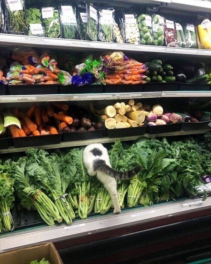 20+ смешных котеек, которые подарят добрую порцию позитива