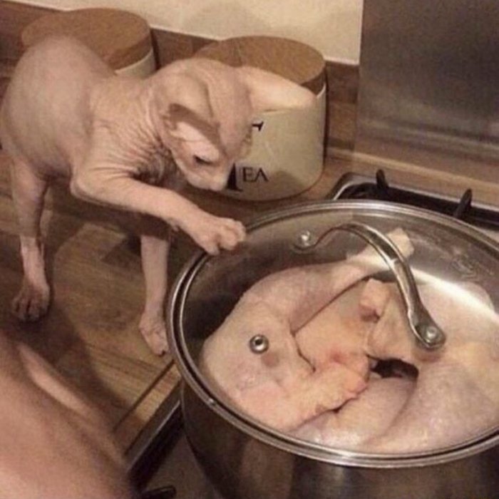 20+ смешных котеек, которые подарят добрую порцию позитива