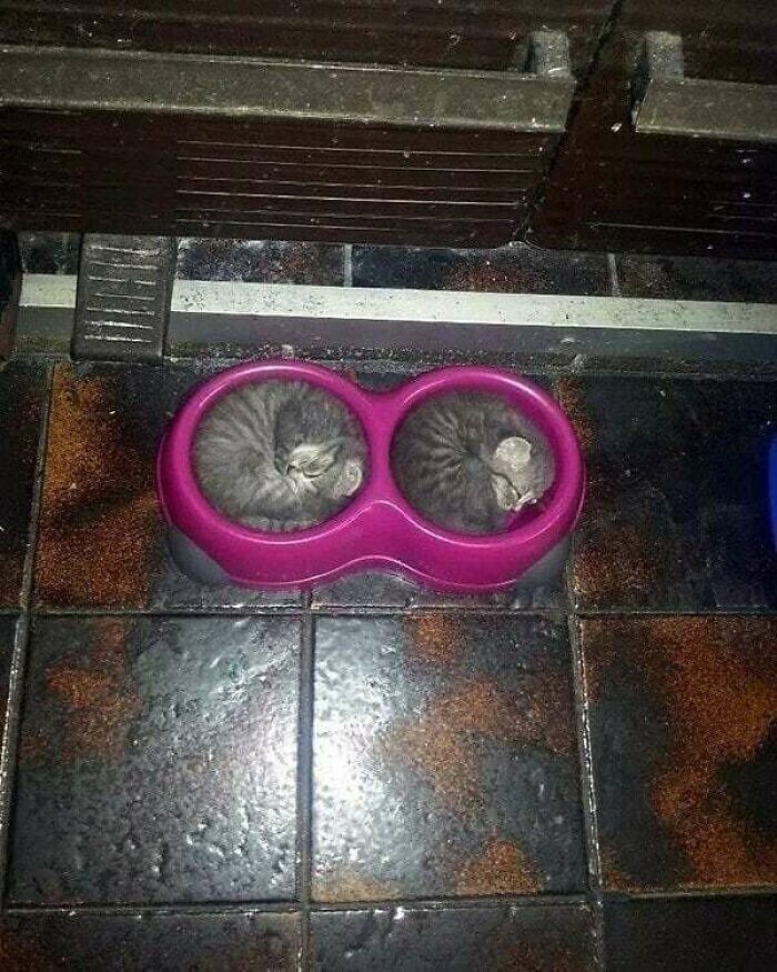 20+ смешных котеек, которые подарят добрую порцию позитива