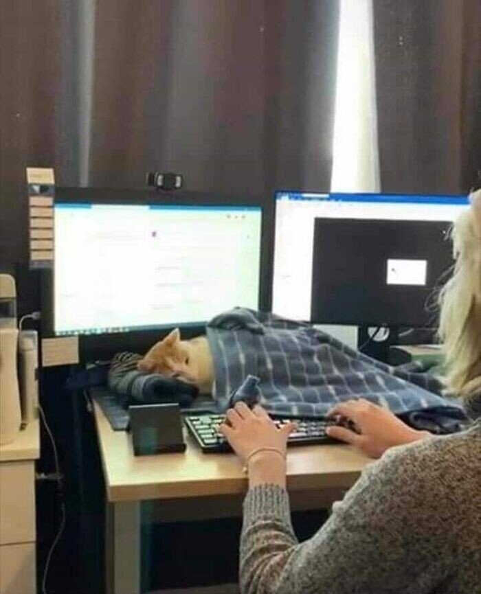 20+ смешных котеек, которые подарят добрую порцию позитива