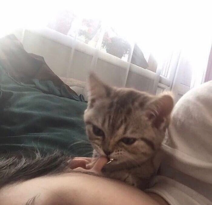 20+ смешных котеек, которые подарят добрую порцию позитива