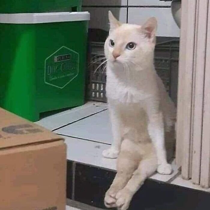 20+ смешных котеек, которые подарят добрую порцию позитива