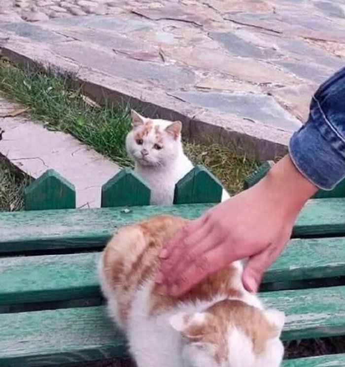 20+ смешных котеек, которые подарят добрую порцию позитива