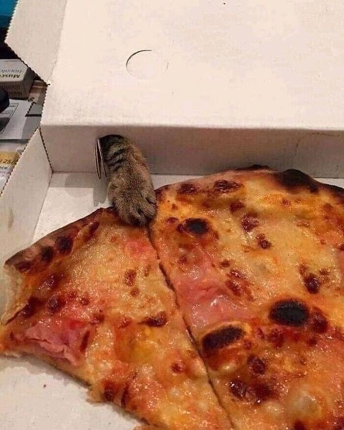 20+ смешных котеек, которые подарят добрую порцию позитива