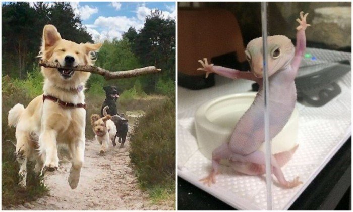 Жизнь удалась: фото животных, которые без слов поднимают настроение
