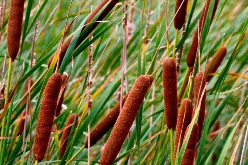 Когда веганы захотели люля-кебаб