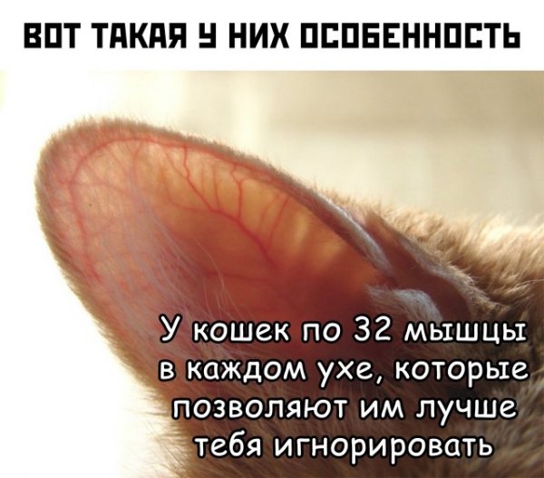 Так себе картинки