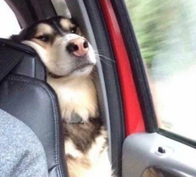 Когда сидишь на заднем сиденье, и отчаянно пытаешься участвовать в разговоре на передних