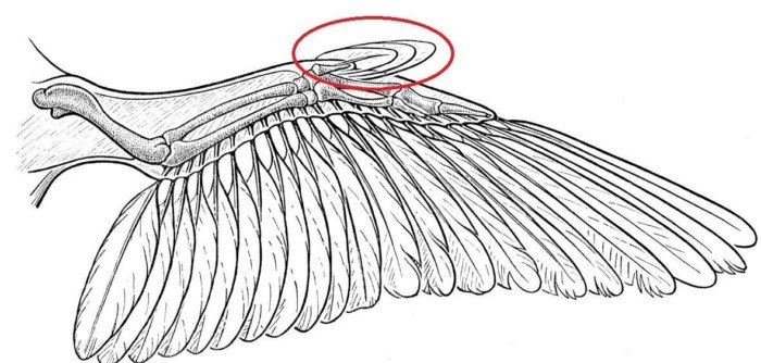 Рудименты: Эти органы напоминают нам, что люди произошли от обезьян, птицы — от динозавров, а змеи — от ящериц. Почему они сохраняются?