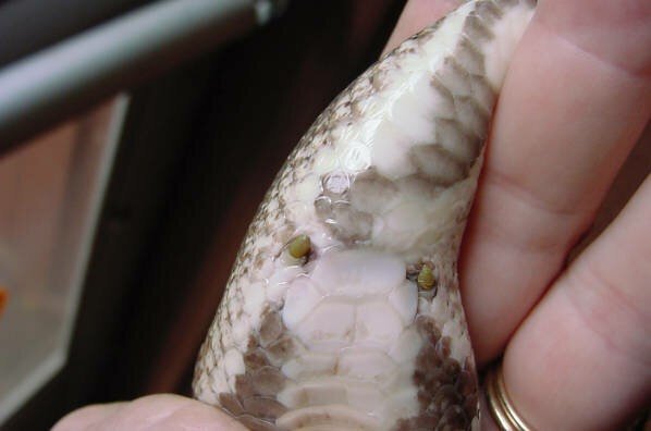 Рудименты: Эти органы напоминают нам, что люди произошли от обезьян, птицы — от динозавров, а змеи — от ящериц. Почему они сохраняются?