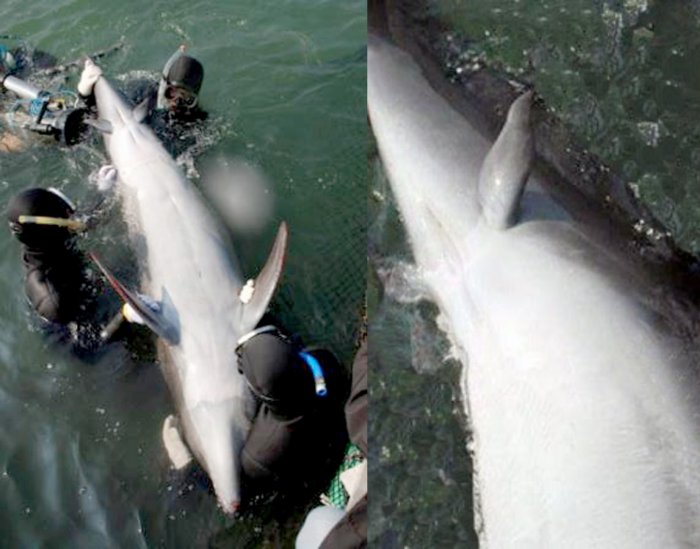 Рудименты: Эти органы напоминают нам, что люди произошли от обезьян, птицы — от динозавров, а змеи — от ящериц. Почему они сохраняются?