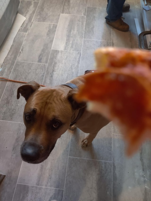 Фотография: Невозможно отказать: 22 фото о том, как животные умеют выпрашивать еду №9 - BigPicture.ru