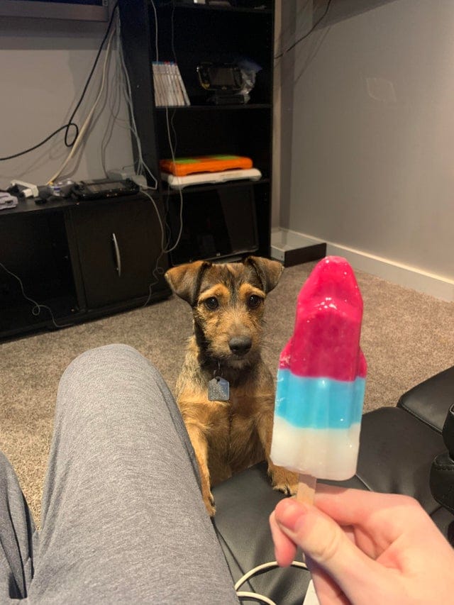 Фотография: Невозможно отказать: 22 фото о том, как животные умеют выпрашивать еду №4 - BigPicture.ru