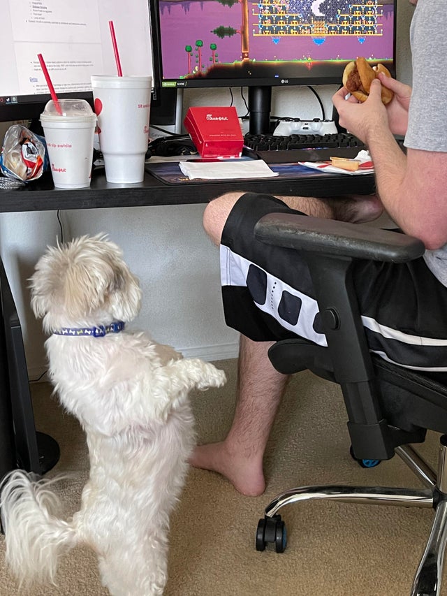 Фотография: Невозможно отказать: 22 фото о том, как животные умеют выпрашивать еду №10 - BigPicture.ru